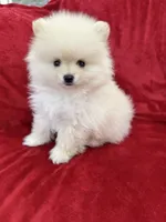 Benji, a male Pomeranian for sale in Valencia, CA – 7 of 10