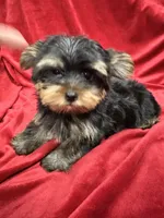 Theo, a male Yorkshire Terrier for sale in Valencia, CA – 8 of 10