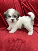 Oliver, a male Shihpoo for sale in Valencia, CA – 2 of 10