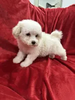 Mila, a female Maltipoo for sale in Valencia, CA – Photo 8 of 10