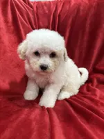 Mila, a female Maltipoo for sale in Valencia, CA – Photo 3 of 10