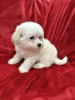 Mila, a female Maltipoo for sale in Valencia, CA – Photo 9 of 10