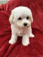 Mila, a female Maltipoo for sale in Valencia, CA – Photo 7 of 10