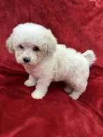 Mila, a female Maltipoo for sale in Valencia, CA – Photo 2 of 10