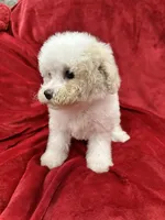 Mila, a female Maltipoo for sale in Valencia, CA – Photo 4 of 10