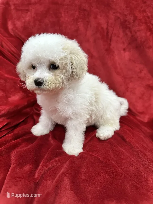 Mila – Maltipoo puppy for sale in Valencia, CA