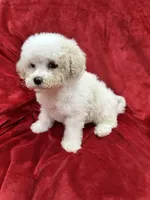 Mila, a female Maltipoo for sale in Valencia, CA – Photo 1 of 10
