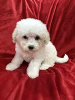 Mila, a female Maltipoo for sale in Valencia, CA – Photo 10 of 10