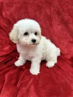 Mila, a female Maltipoo for sale in Valencia, CA – Photo 6 of 10