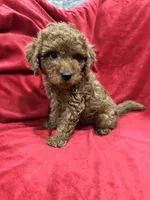 Maxi , a male Maltipoo for sale in Valencia, CA – 7 of 10