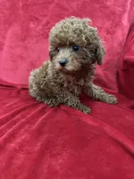 Cooper, a male Poodle - Toy  for sale in Valencia, CA – 4 of 10