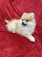 Cobby, a male Pomeranian for sale in Valencia, CA – 3 of 10