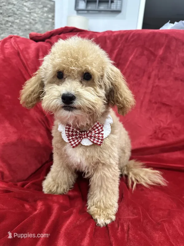 Theo – Maltipoo puppy for sale in Valencia, CA