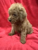 Gina, a female Poodle - Toy  for sale in Valencia, CA – 2 of 10
