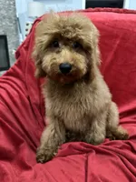 Theo, a male Poodle - Toy  for sale in Valencia, CA – 8 of 9