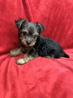 Paris, a female Yorkshire Terrier for sale in Valencia, CA – 8 of 10