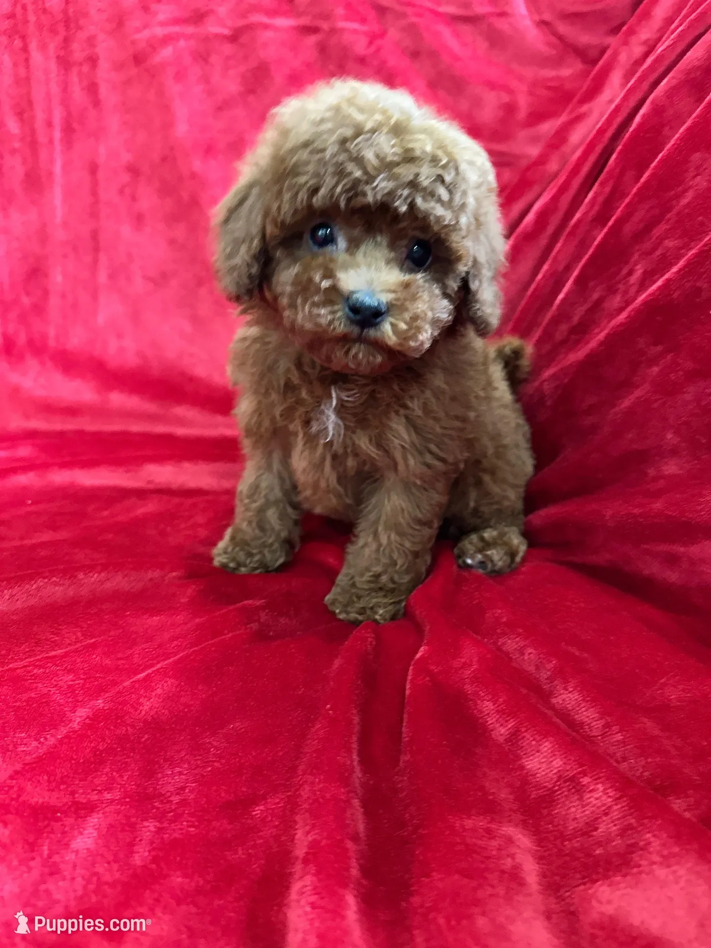 Mini – Maltipoo puppy for sale in Valencia, CA