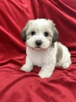 Polo, a male Shihpoo for sale in Valencia, CA – 5 of 10