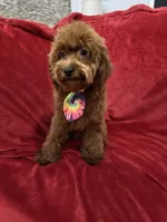 Sammy, a male Poodle - Toy  for sale in Valencia, CA – 3 of 10