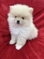Jordi, a male Pomeranian for sale in Valencia, CA – 2 of 10