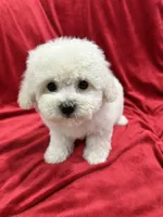 Lucy, a female Maltipoo for sale in Valencia, CA – 3 of 10