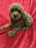Theo, a male Poodle - Toy  for sale in Valencia, CA – 4 of 10