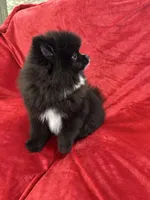 Linda, a female Pomeranian for sale in Valencia, CA – Photo 4 of 8