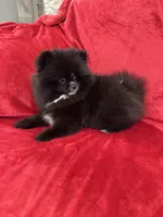 Linda, a female Pomeranian for sale in Valencia, CA – Photo 8 of 8