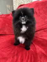 Linda, a female Pomeranian for sale in Valencia, CA – Photo 3 of 8