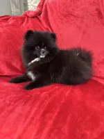 Linda, a female Pomeranian for sale in Valencia, CA – Photo 7 of 8