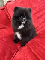 Linda, a female Pomeranian for sale in Valencia, CA – Photo 5 of 8