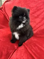 Linda, a female Pomeranian for sale in Valencia, CA – Photo 2 of 8