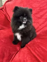 Linda, a female Pomeranian for sale in Valencia, CA – Photo 6 of 8