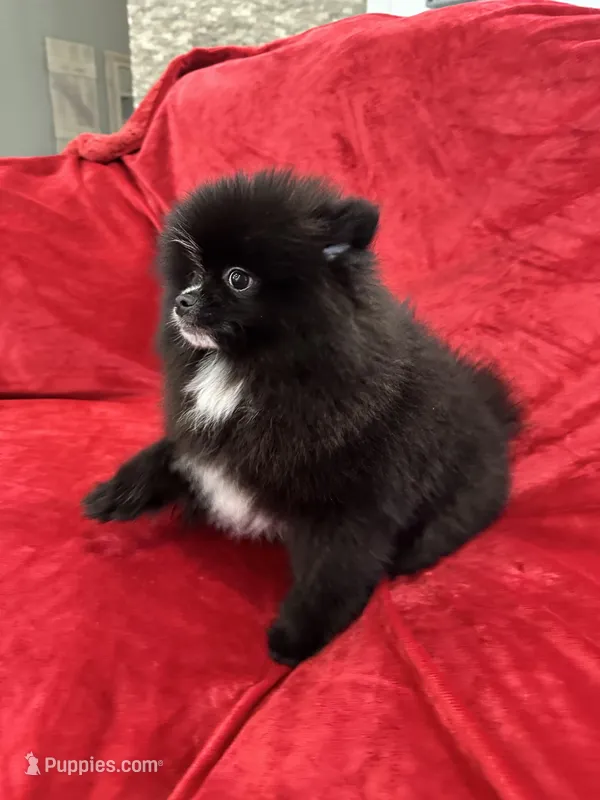 Linda – Pomeranian puppy for sale in Valencia, CA