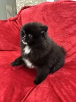 Linda, a female Pomeranian for sale in Valencia, CA – Photo 1 of 8