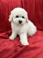 Katty, a female Maltipoo for sale in Valencia, CA – 5 of 9
