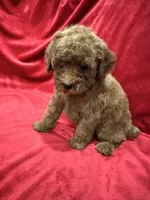 Cooper, a male Poodle - Toy  for sale in Valencia, CA – 6 of 10