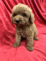 Ruby, a female Poodle - Toy  for sale in Valencia, CA – 9 of 10