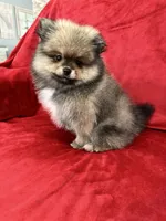 Coco, a male Pomeranian for sale in Valencia, CA – 6 of 10