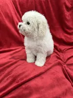 Lucy, a female Maltipoo for sale in Valencia, CA – 5 of 10