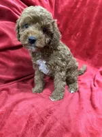 Remi, a female Maltipoo for sale in Valencia, CA – 7 of 9
