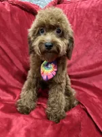 Sammy, a male Poodle - Toy  for sale in Valencia, CA – 8 of 10