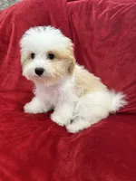 Mika, a female Maltipoo for sale in Valencia, CA – 3 of 10