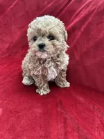 Cooper , a male Maltipoo for sale in Valencia, CA – 3 of 10