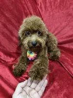 Sammy, a male Poodle - Toy  for sale in Valencia, CA – 10 of 10