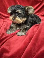 Theo, a male Yorkshire Terrier for sale in Valencia, CA – 10 of 10