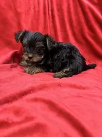 Alex, a male Yorkshire Terrier for sale in Valencia, CA – 3 of 9
