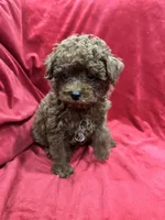 Little Cooper, a male Poodle - Toy  for sale in Valencia, CA – 10 of 10