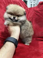 Lady, a female Pomeranian for sale in Valencia, CA – Photo 3 of 10