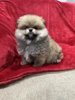 Lady, a female Pomeranian for sale in Valencia, CA – Photo 10 of 10